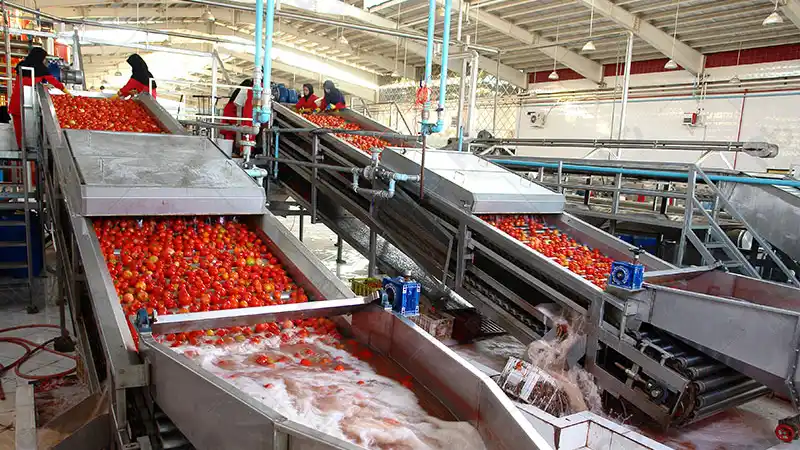 خط تولید رب گوجه فرنگی