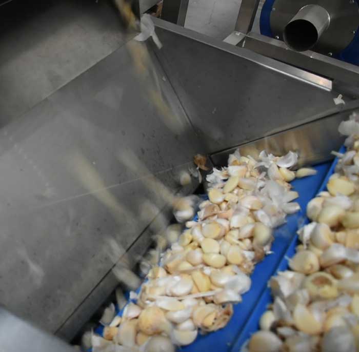 نکات مهم در تولید پودر سیر